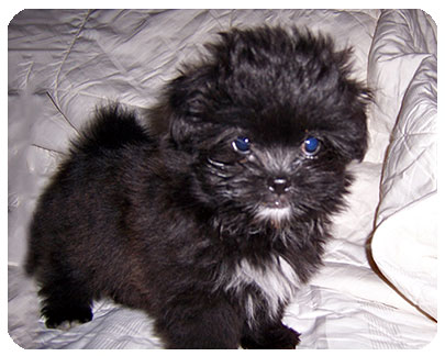 Baby Jingle-ADOPTED