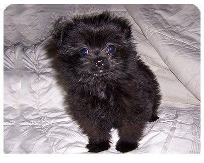 Baby Bell-ADOPTED