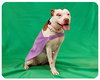 Becky-ADOPTED