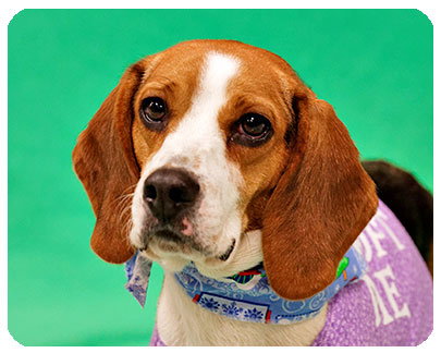 Bree-ADOPTED