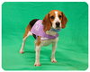 Bree-ADOPTED