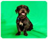 Albert-ADOPTED