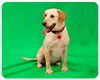 Cheyenne-Adopted