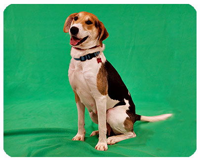 Willow-ADOPTED