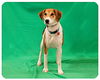 Willow-ADOPTED