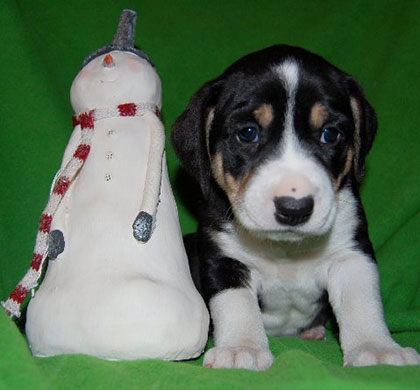 Baby Spruce