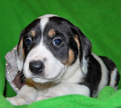 Baby Oak-Adopted