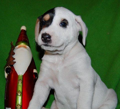 Baby Hickory-Adopted