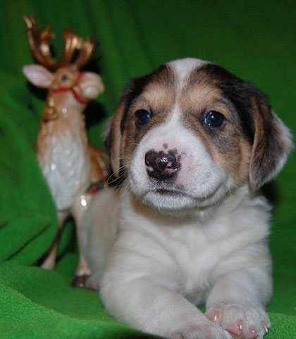 Baby Maple