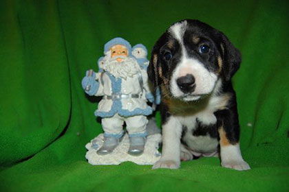 Baby Aspen
