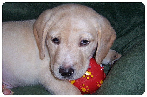 Baby Winnie