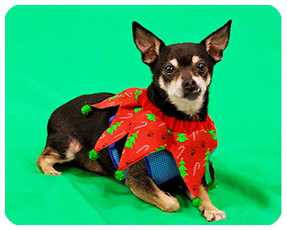 Brutus-Adopted