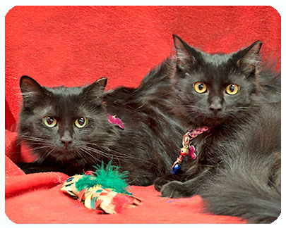 Spice Girl-ADOPTED