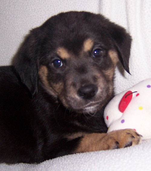 Baby Tinkerbel