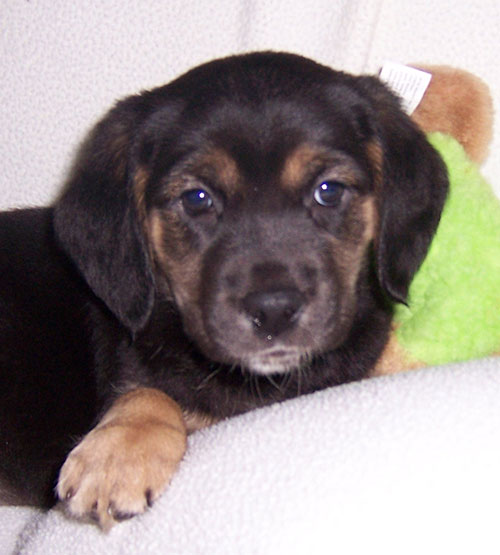 Baby Minnie-ADOPTED
