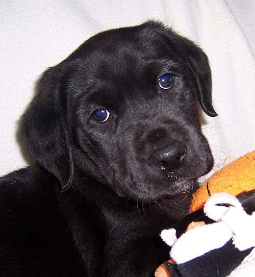 Baby Mickey