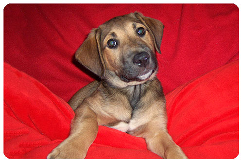 Baby Merlin-ADOPTED