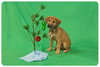Baby Merlin-ADOPTED