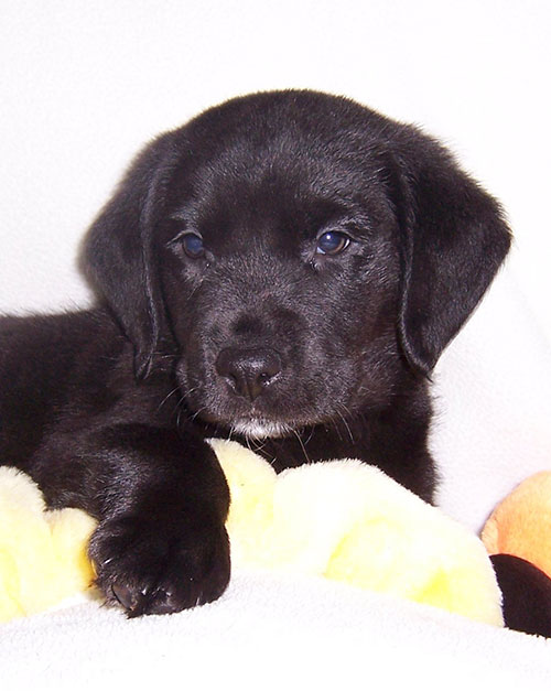 Baby Fidget