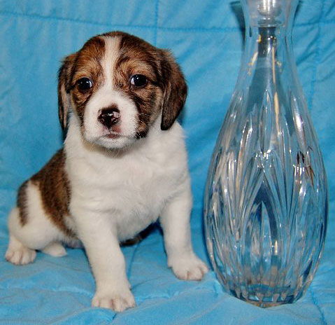 Baby Amaretto