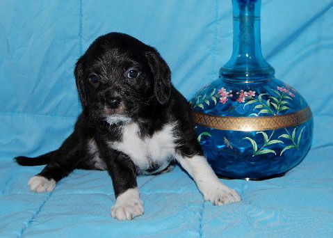 Baby Chambord