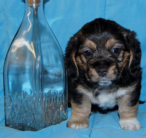 Baby Midori