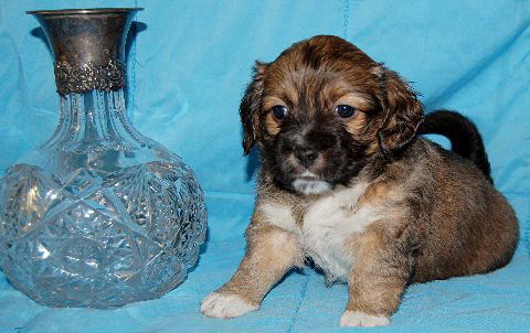 Baby Chivas Regal