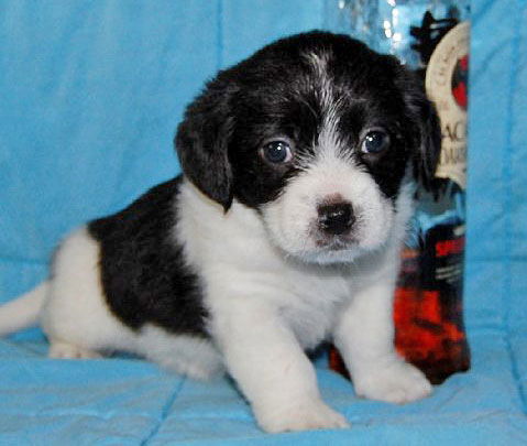 Baby Captain Morgan