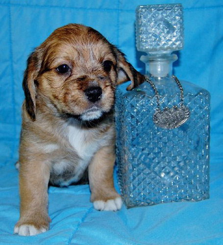 Baby Jim