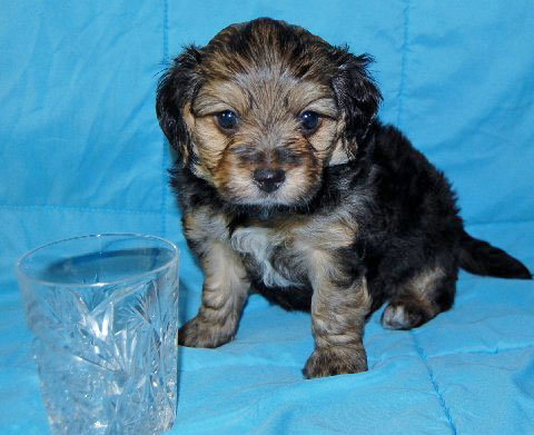 Baby Jack Daniel