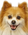 Biscuit