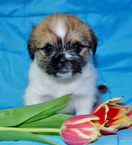 Baby Aster