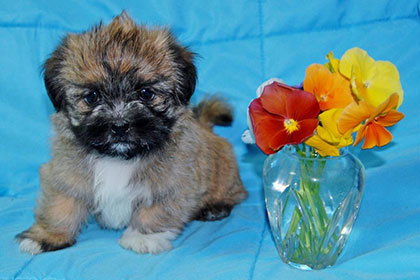 Baby Pansy