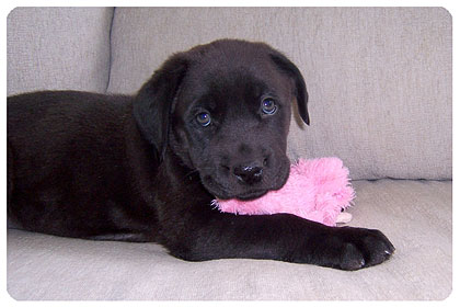 Baby Sapphire
