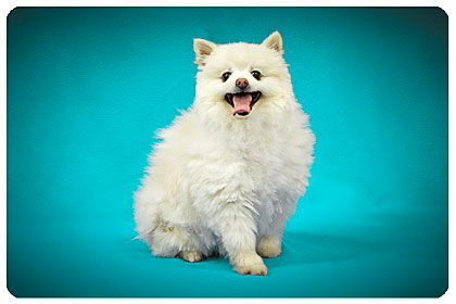 Sparky