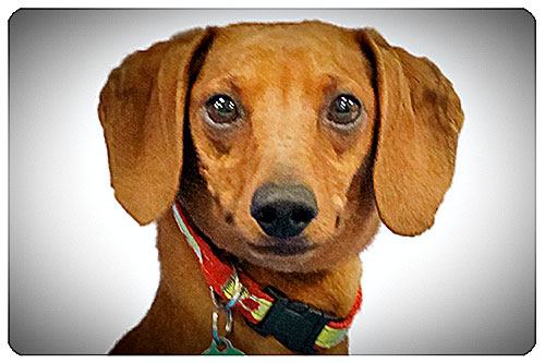 Buckle-Adopted