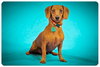 Buckle-Adopted
