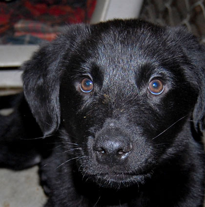 Baby Kimber
