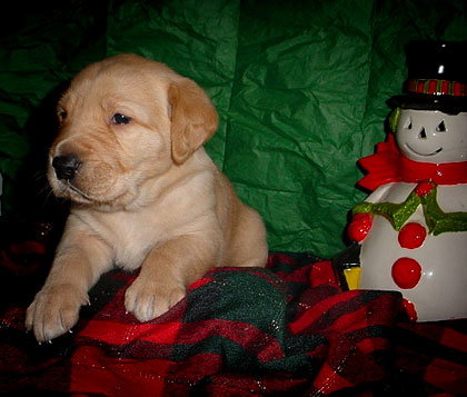 Baby Mickey