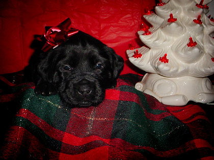 Baby Molley