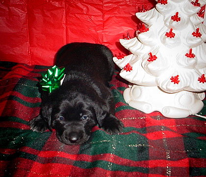 Baby Mandy