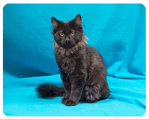 Tinsel-ADOPTED