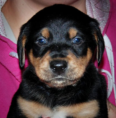 Baby Pecan