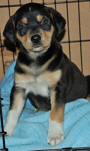 Baby Maize