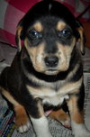 Baby Maize