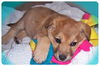 Baby Charmaine-Adoption Pending