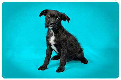 Baby Lafayette