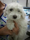 Baby Herbie