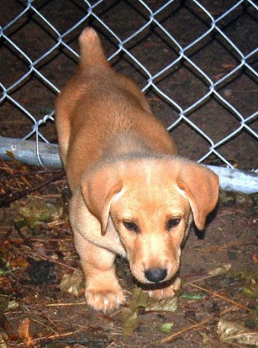 Baby Ben