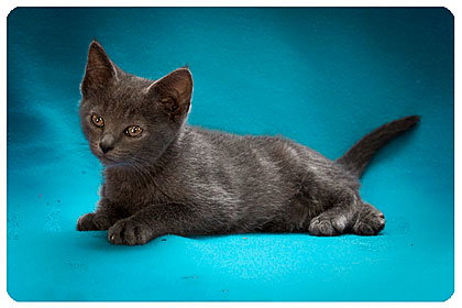 Baby Gray
